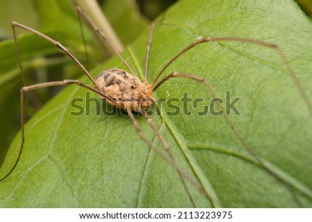 spider Opiliones on a leaf in detail Royalty-Free Stock Photo #2113223975
