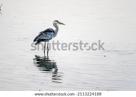 The sea bird stand on the water