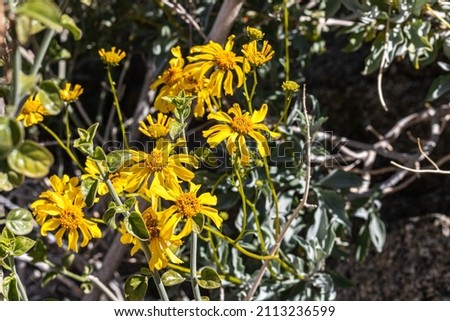 Yellow gold brittlebush southwestern desert wildflower close up with foliage Royalty-Free Stock Photo #2113236599