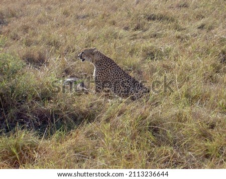A Cheetah is taking a rest right next to its prey which it just catched. Picture taken in Maasai Mara Kenia.