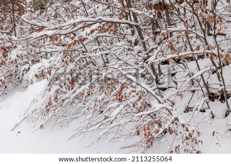 little and young deciduous plants covered in snow during winter season. natural environment background. 