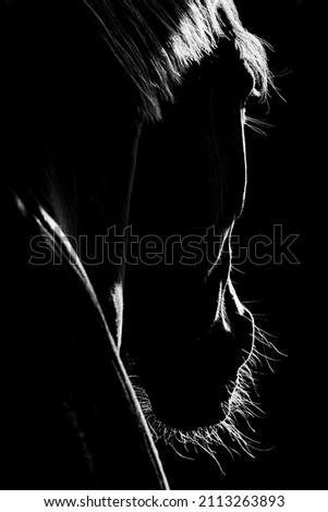 Fine art horse low key with backlight picture of a horse looking away black and white 