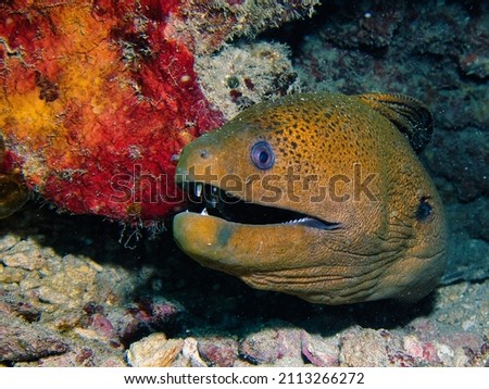 Javanese moray  ( Gymnothorax javanicus) on a coral reef. Its profile head stands out on the red coral. It seems to breathe fire like a dragon.