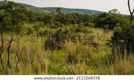 Green plants of Africa. Summer landscape.