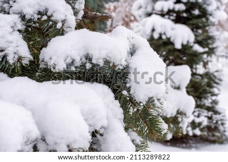 spruce under a thick layer of snow beautiful winter frost