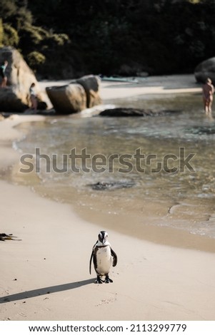 A curious penguin flapping his wings on the beach, Boulders beach Capetown.  