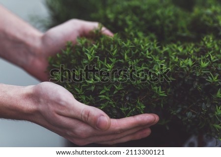 Hands holding a top of plant in orangery, close-up Royalty-Free Stock Photo #2113300121