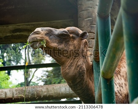 Pictures of a camel head on the zoo