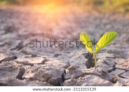 Close up young plant growing up on desolate land.New life concept.Small plants on the crack earth.fresh,seed,Photo fresh and new hopes  concept idea.
