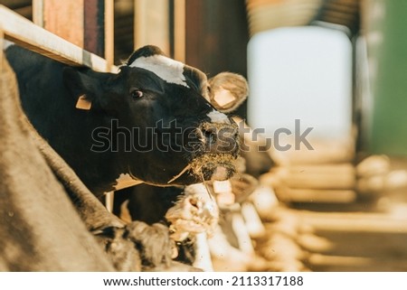 cow looks at camera while ruminating on feed Royalty-Free Stock Photo #2113317188