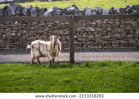 Small light fur color goat with a long beard. Handsome model in nature environment. Open zoo farm concept.
