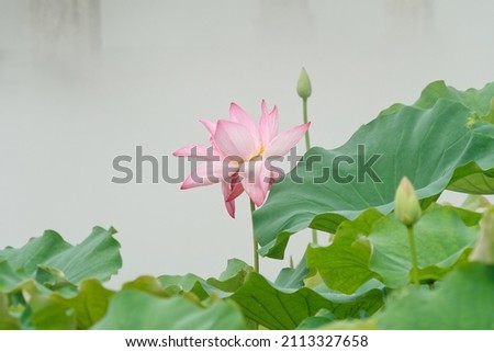 Summer flowers series, beautiful pink lotus flower blossom in lotus pond, close up image.