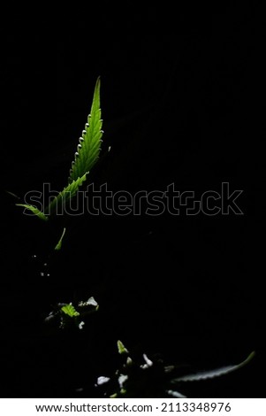 Organic cannabis weed highlighted in front of a black background.