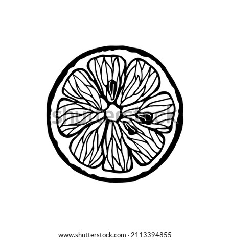 Vector isolated element. Citrus. Grapefruit. Orange. Lemon. Black hand drawn doodle on a white background. The print is used for packaging design.