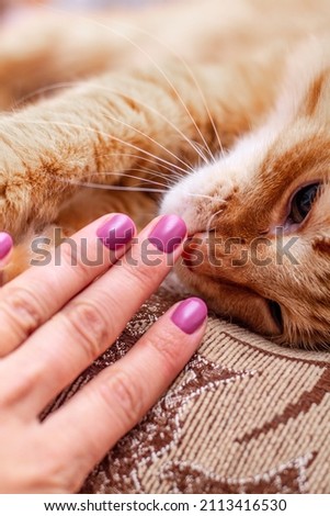 a woman's hand with a purple manicure lies on the muzzle of a red fluffy cat, and he sniffs her fingers with pleasure; the concept of pleasant nail care and well-groomed hands; vertical photo