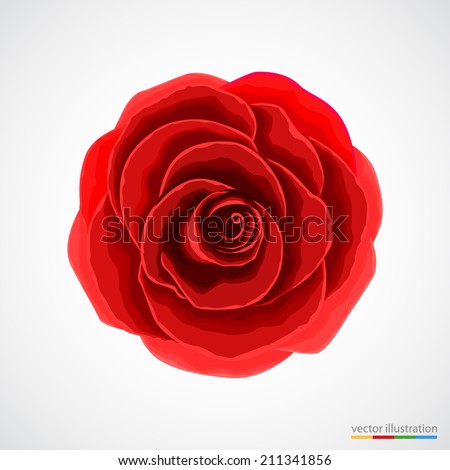 Red rose on white background. Vector illustration.