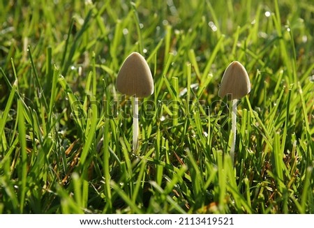 Close-up of Psilocybe semilanceata in field with soft focus water drops on grass in background
