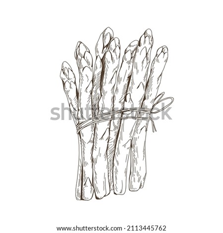 White asparagus sprouts bunch. Outlined vintage drawing of food plant bundle tied with string. Sparrow grass stems, detailed sketch in retro style. Isolated hand-drawn contoured vector illustration Royalty-Free Stock Photo #2113445762