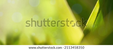 nature background of green leaves in garden in summer natural green leaf plant used as a spring green cover background wallpaper background Environment Ecology ESG