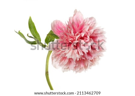 Bright delicate white-pink peony flower isolated on a white 
 background.