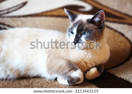 Beautiful domestic cat lies on floor in room. Portrait of pet of smoky color. Animal Theme