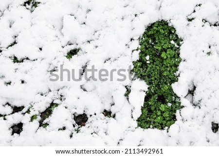 Green plants covered with snow