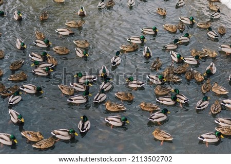 Top view stock photography of many wild ducks swimming in cold winter water outdoor