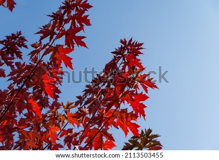 Red leaves of Acer freemanii Autumn Blaze on blue sky background. Close-up of fall colors maple tree leaves in resort area of Goryachiy Klyuch. Royalty-Free Stock Photo #2113503455