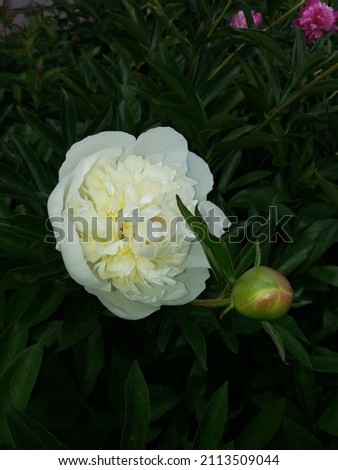 A white peony flower blooms against a background of white peony flowers. Nature. Peony close-up.