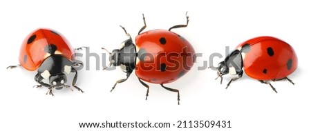 Set with beautiful ladybugs on white background. Banner design  Royalty-Free Stock Photo #2113509431