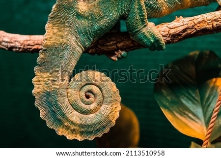 Awesome tail of Panther chameleon Furcifer pardalis very colorful in its habitat resting on a branch Royalty-Free Stock Photo #2113510958