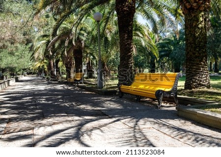 walking path and yellow benches among palm trees. shadows from palm trees on the path