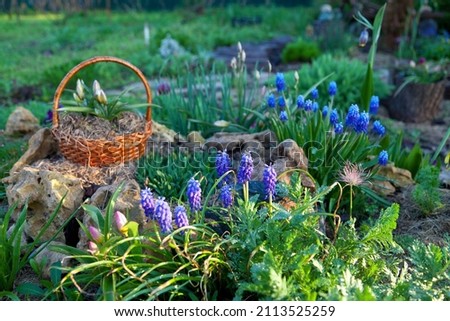 Spring garden design, flowers among stones and wooden buskets.