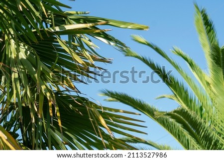 Green palm tree on clear blue sky in summer