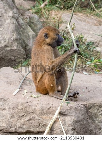 Young Baboon Playing with a Stick