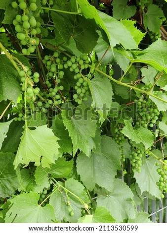 Growing live grapes on vertical garden