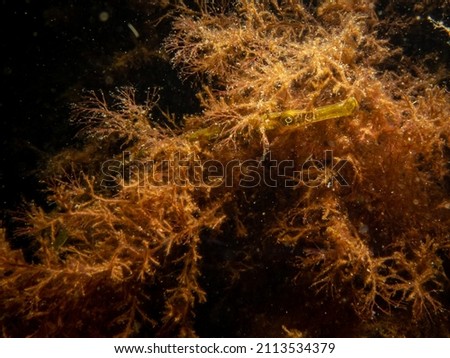  A close-up picture of a straightnose pipefish, Nerophis ophidion, among seaweed and stones. Picture from The Sound, between Sweden and Denmark