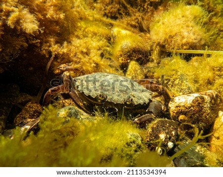 A close-up picture of a crab among seaweeds. Picture from The Sound, between Sweden and Denmark