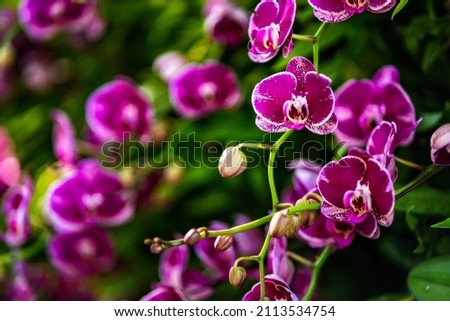 Beautiful orchid flower and green leaves background in the garden .Orchids close up