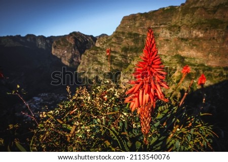 Image of the flower in Madeira island Portugal