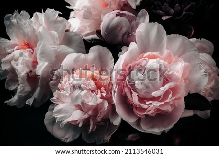  peonies on ark background, decoration packaging