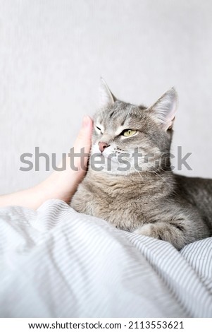 The gray striped cat lies in bed on the bed with woman's hand on a gray background. The hostess gently strokes her cat on the fur. The relationship between a cat and a person. selective focus