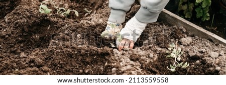 female elderly hands of senior woman planting seedlings of sprouts of vegetable plant tomatoes in soil of  earth in a garden bed in backyard of village homesteading. subsistence agriculture. banner