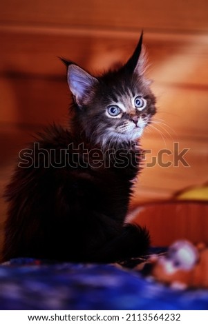 Portrait kitten with tassels on the ears, closeup.