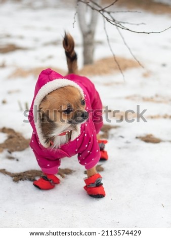 Chihuahua puppy in pink overalls and red boots on a walk in winter