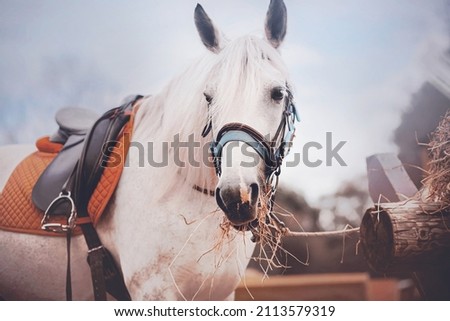 A beautiful white horse with a saddle and stirrup on its back eats dry hay on a clear day. Agricultural industry. Feeding livestock.