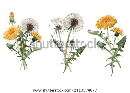 Beautiful floral set with watercolor hand drawn dandelion flower bouquets. Stock illustration.