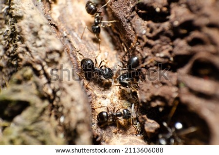 Ant insect photography. Close up macro view of some ants insects. Royalty-Free Stock Photo #2113606088