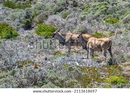 Antelope at Cape Of Good Hope Nature Reserve, South africa Royalty-Free Stock Photo #2113618697
