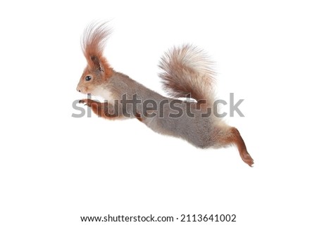 squirrel in jump isolated on white background